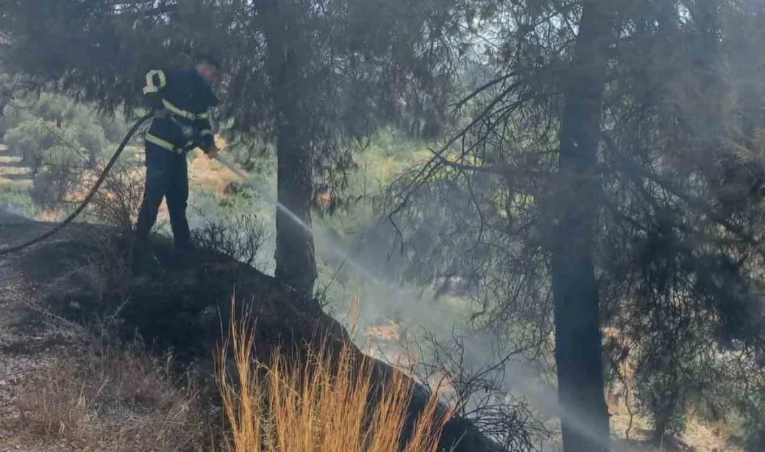 HATAY’DA ORMANLIK ALANDA ÇIKAN