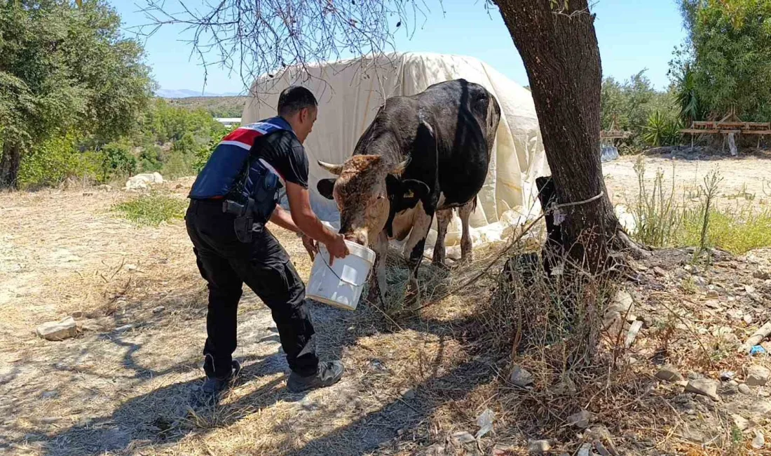 ANTALYA'DA MEHMET KULAKSIZ’A AİT