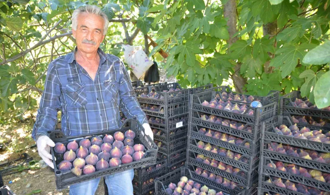 ANTALYA'NIN İBRADI İLÇESİNİN 800