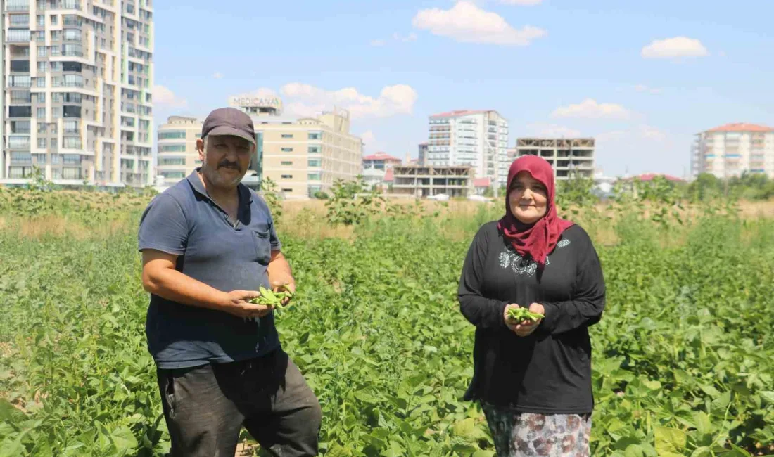 SİVAS’TA YAŞAYAN ADEM HELVACIOĞLU