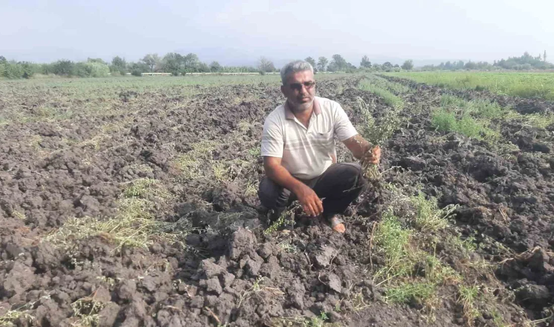 ARAZİ ANLAŞMAZLIĞI YAŞAYAN ÇİFTÇİ,