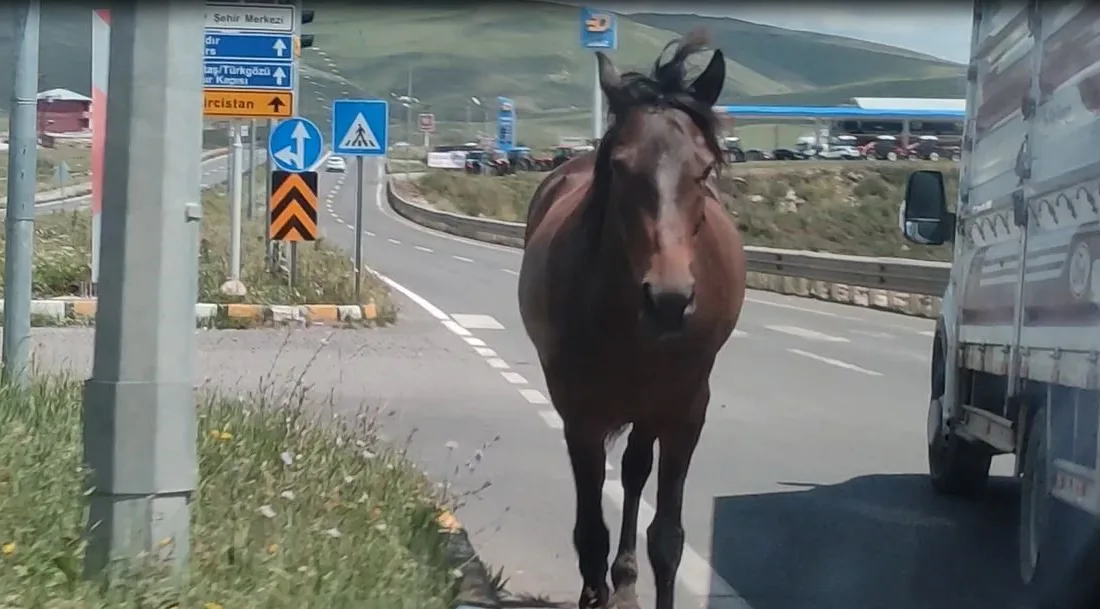 ARDAHAN'DA KARAYOLUNA İNEN BAŞIBOŞ