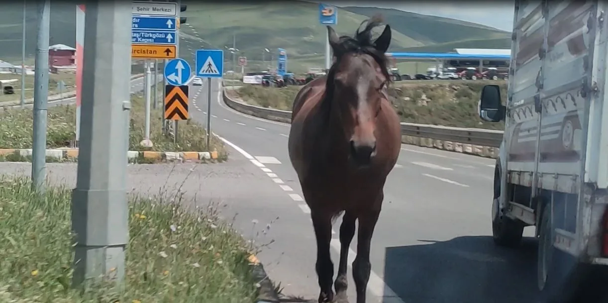 Ardahan’da kara yoluna inen başıboş atlar tehlike saçıyor