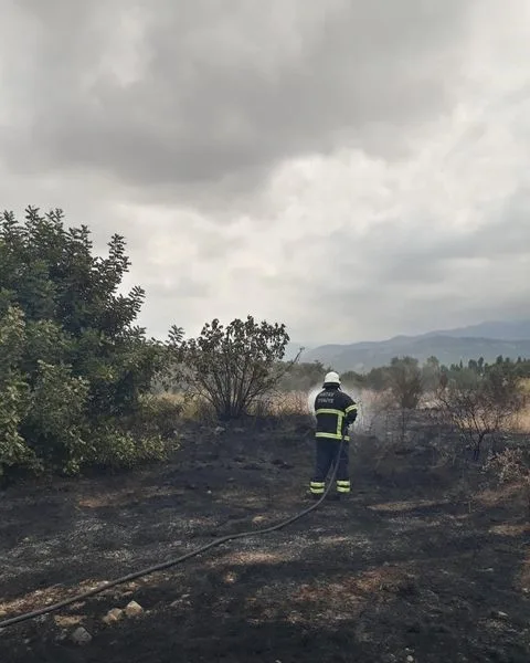 HATAY'DA OTLUK VE ÇALILIK