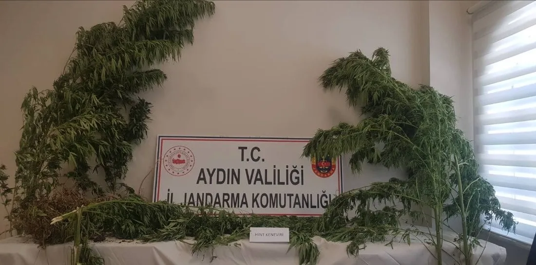 AYDIN’DA 44 KÖK KENEVİR