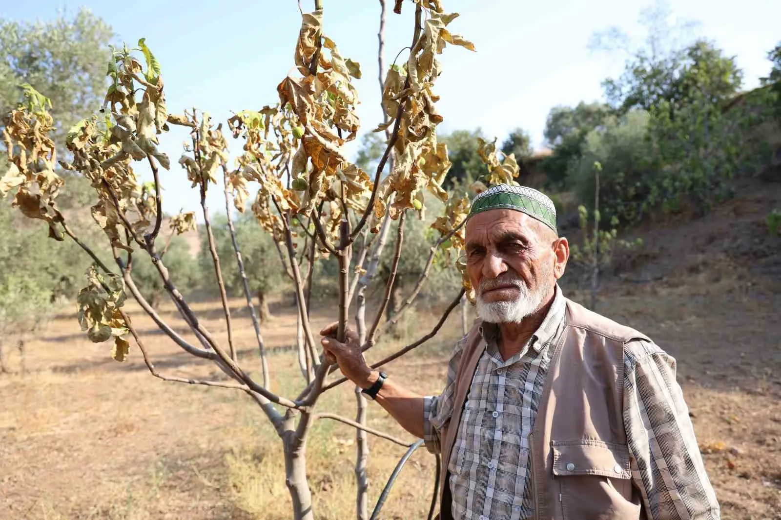 Aydın’da kuraklık ve susuzluk alarmı, incir ağaçları kurumaya başladı