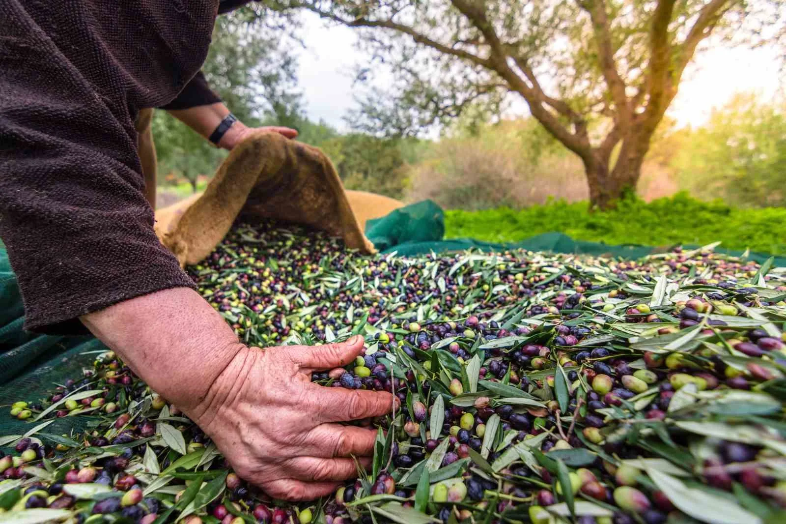 Aydın’ın önemli ürünlerinden sofralık zeytin, ihracatta 200 milyon dolara koşuyor