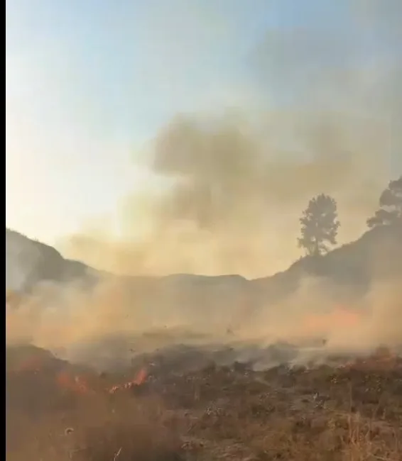 MUĞLA’NIN MARMARİS İLÇESİNDE BAHÇESİNDEKİ