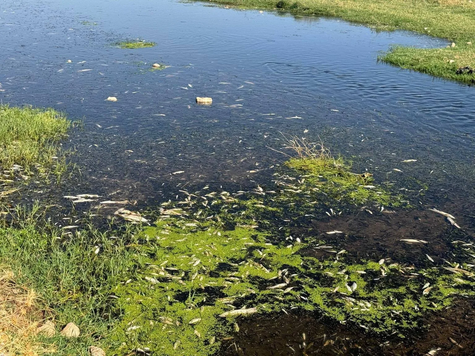 Balık ölümlerine neden olan fıstık ve zeytin yağı tesisine ceza