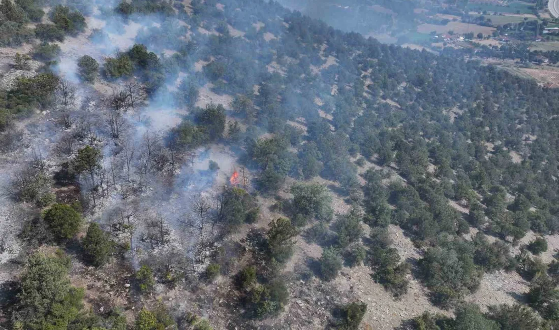 TOKAT’IN TURHAL İLÇESİNDE ORMANLIK