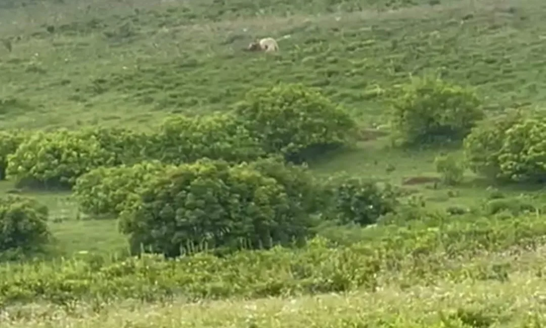 ARDAHAN'IN POSOF İLÇESİNDE YİYECEK