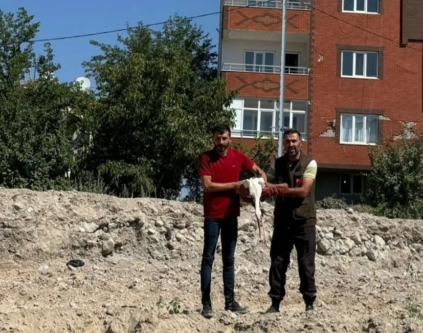 KAHRAMANMARAŞ'TA BİTKİN HALDE BULUNAN