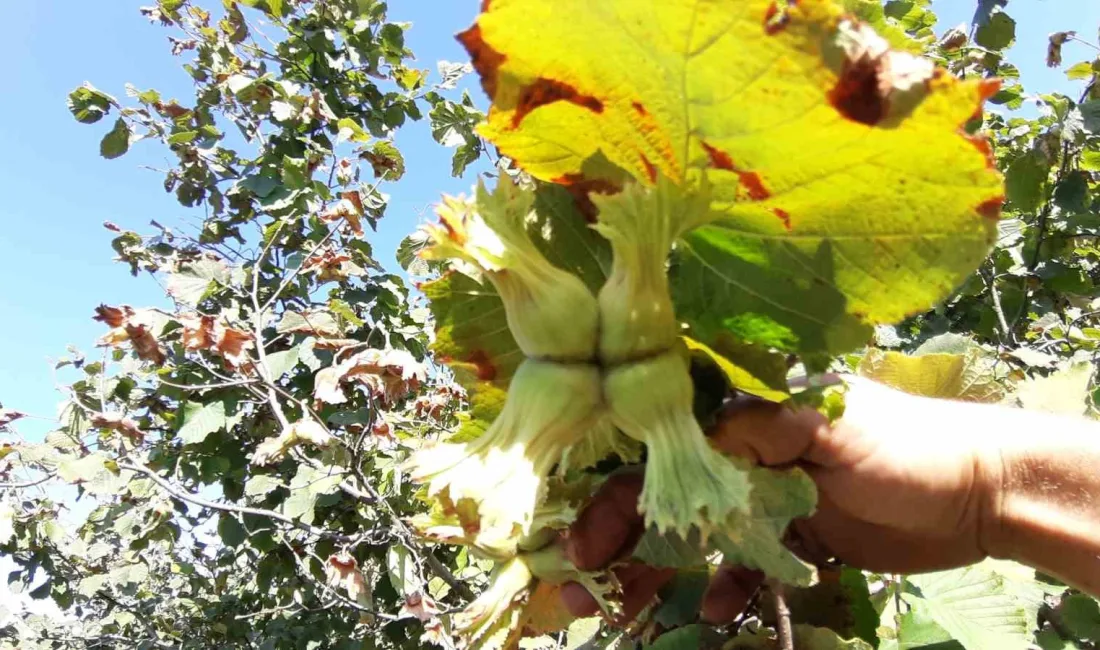 BOLU’NUN MUDURNU İLÇESİNE BAĞLI