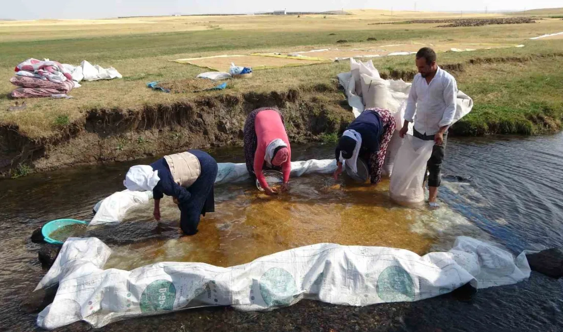 BAYBURT’TA HASADI YAPILAN BUĞDAY,