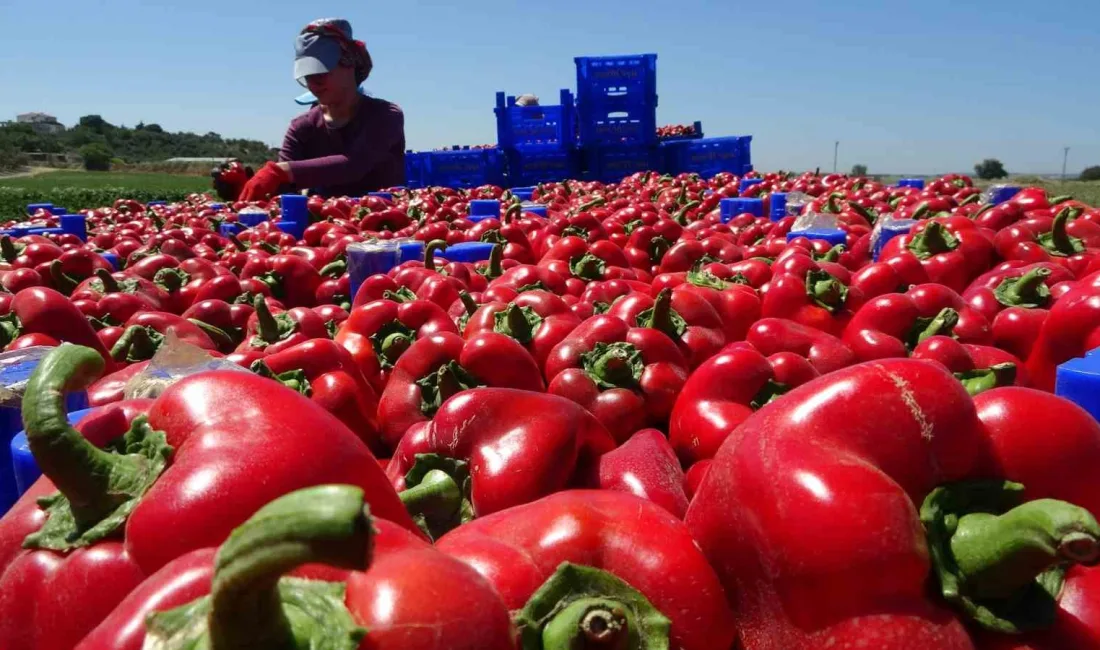 ÇANAKKALE, 100 BİN DÖNÜM