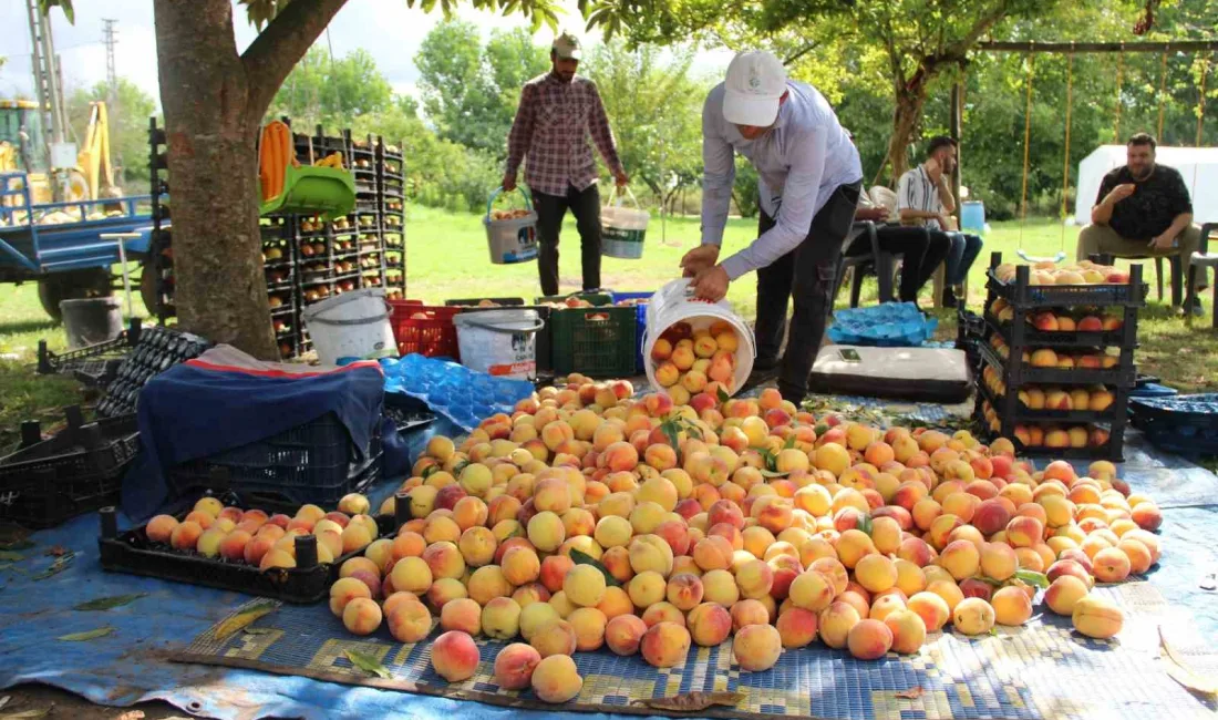 SAMSUN’UN ÇARŞAMBA İLÇESİNDE ŞEFTALİ