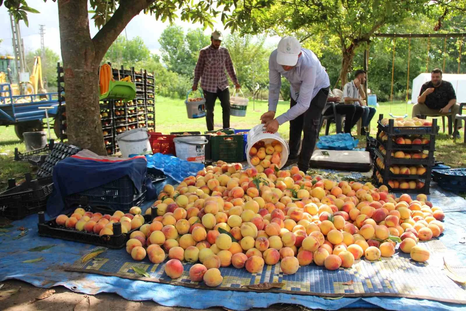 Çarşamba Ovası’nda şeftali hasadı