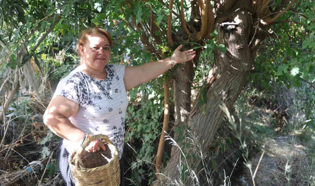 HATAY’IN ANTAKYA İLÇESİNDE YAŞAYAN