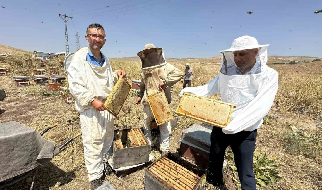 HAKKARİ’NİN YÜKSEKOVA İLÇESİNDEKİ CİLO