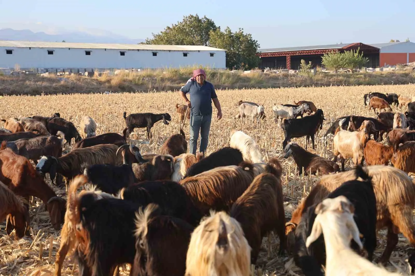 Çobanların kavurucu sıcakta zorlu mesaisi, yüksek maaş talebi çoban bulmayı zorluyor