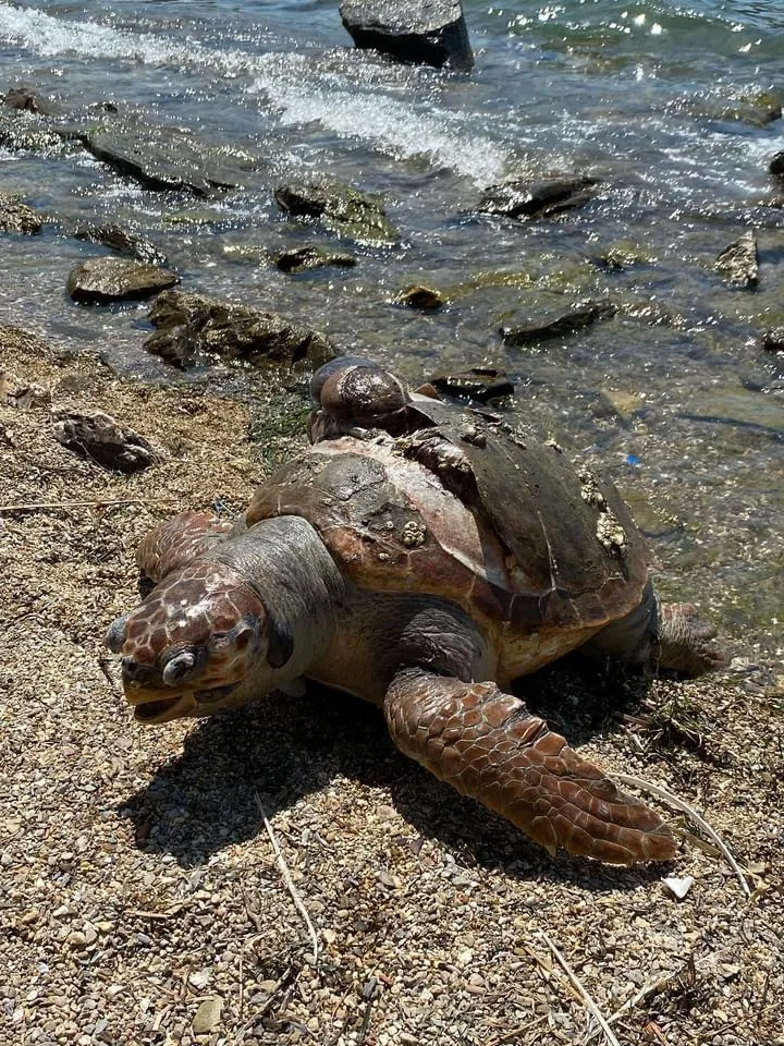 Denizde ölü caretta caretta bulundu