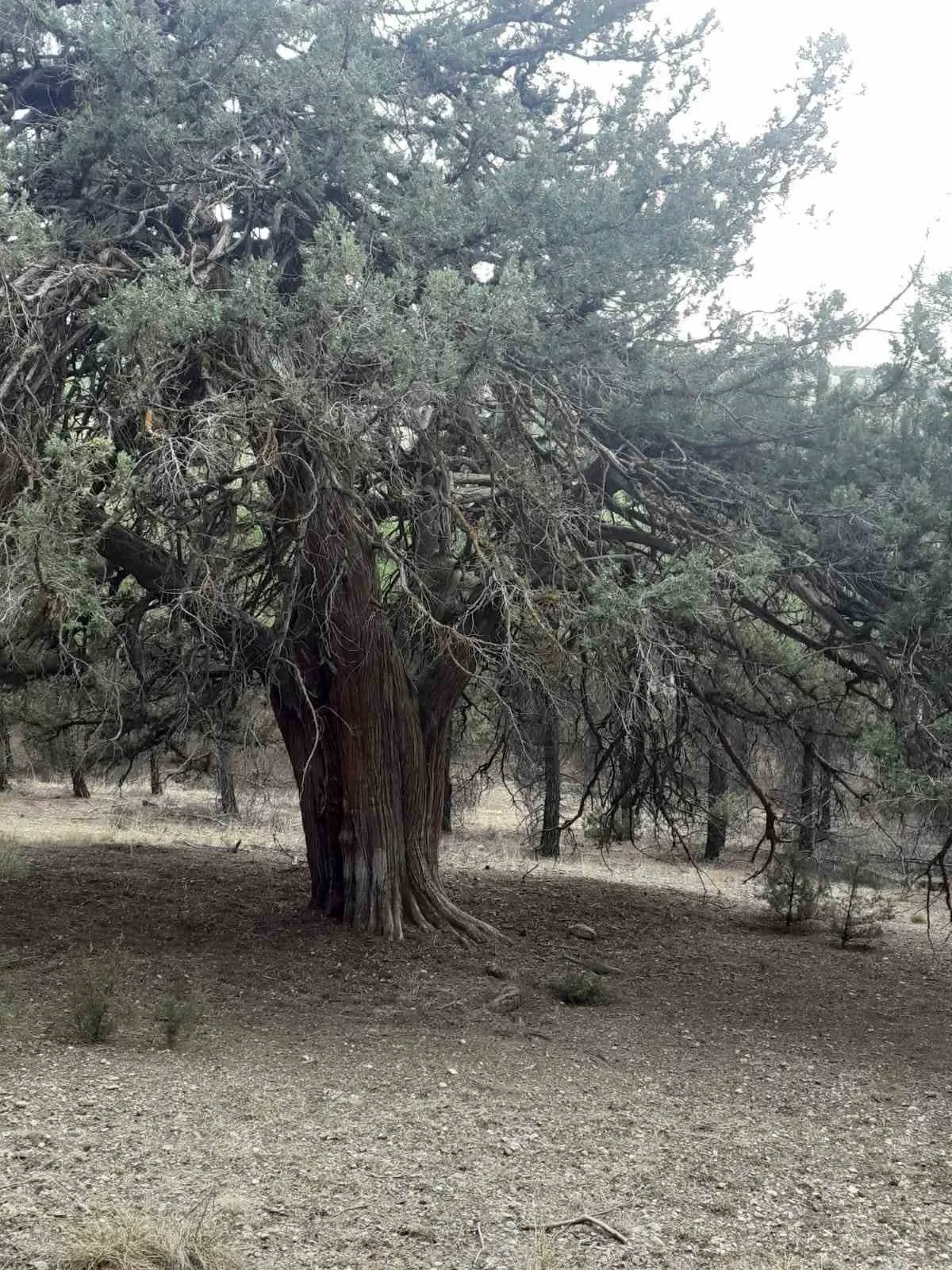 Denizli’de 700 yıllık ardıç ağacı keşfedildi