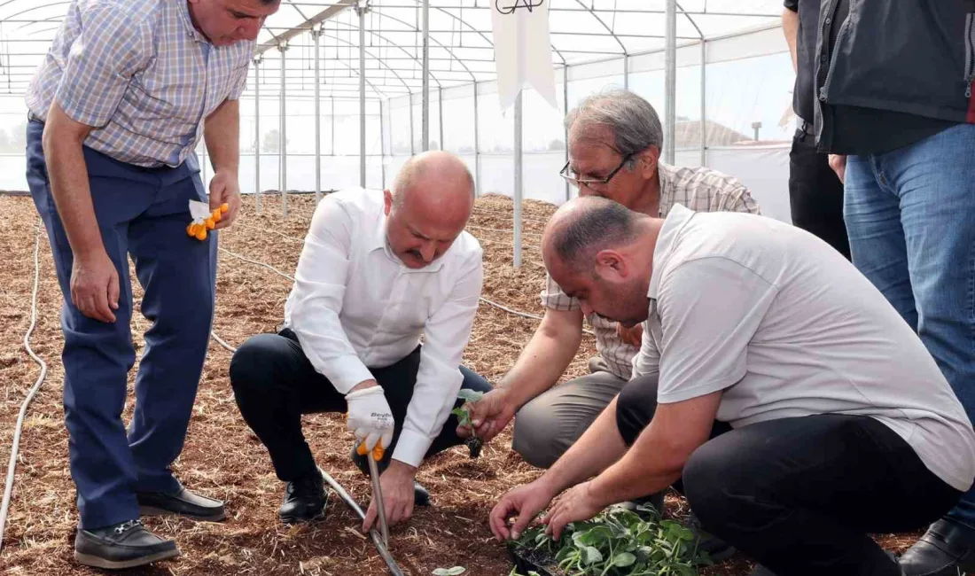 ADIYAMAN’DA TARIMSAL VERİMLİLİĞİ ARTIRMAK