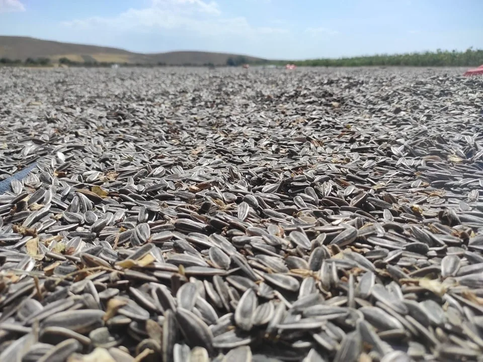 Dinar’da ayçiçek hasadı başladı