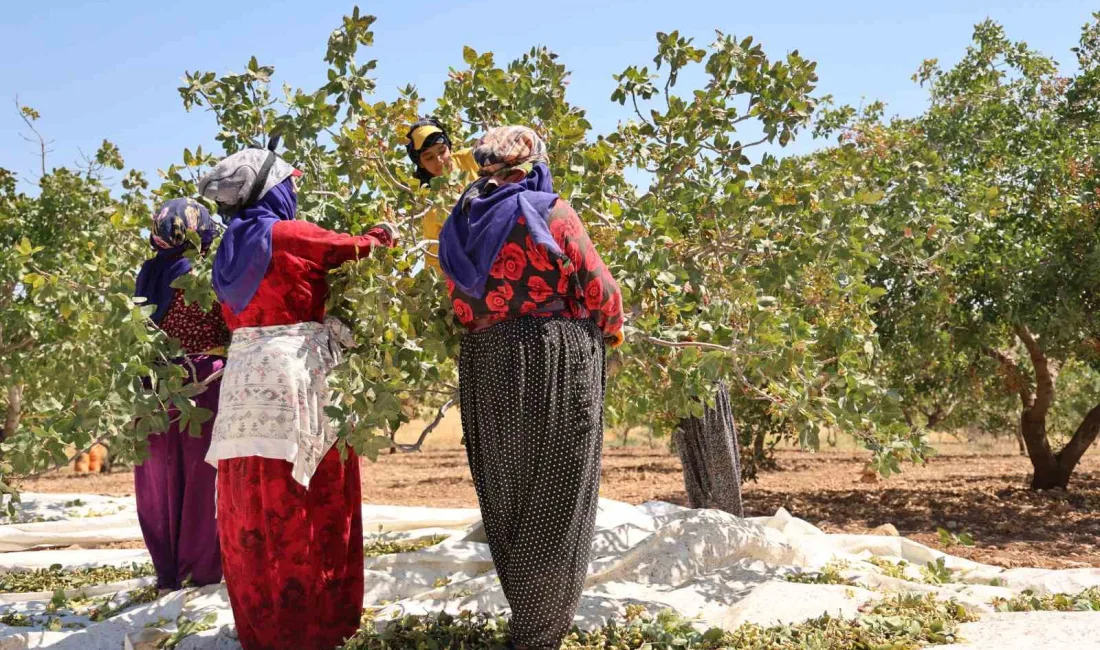 DİYARBAKIR FISTIĞINDA HASAT SÜRECİ