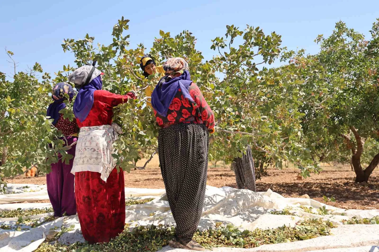 Diyarbakır fıstığında hasat: Üretici geçen seneye nazaran rekolteden memnun