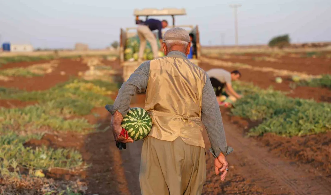 DİYARBAKIR KARPUZUNDA HASAT DEVAM