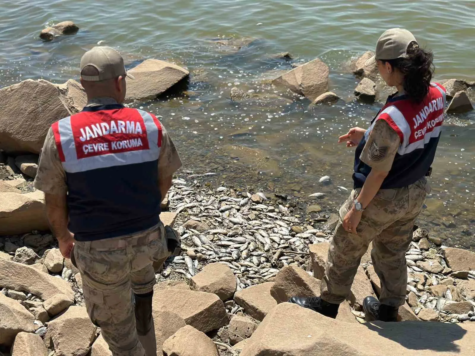 Diyarbakır’da baraj kıyısında çok sayıda ölü ‘Asya Sazanı’ bulundu