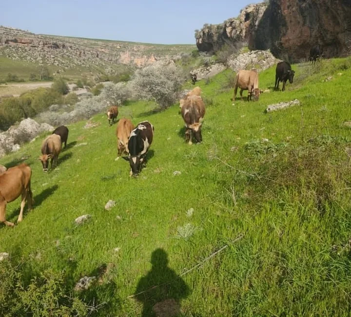 DİYARBAKIR’IN EĞİL İLÇESİNDE HAYVANCILIK