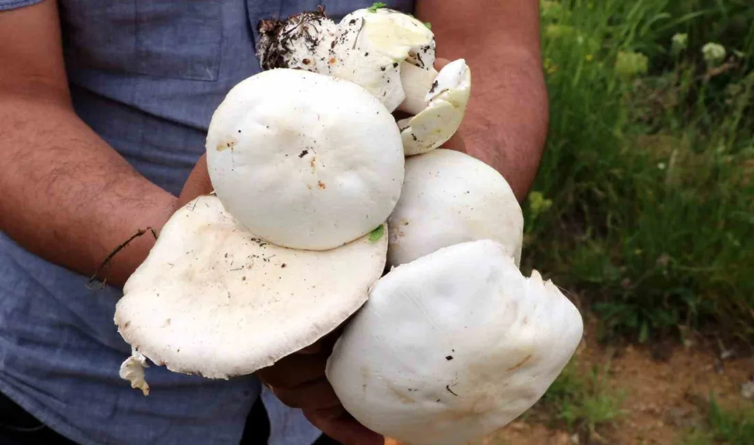 DOĞADAN TOPLANAN MANTARLARA DİKKAT