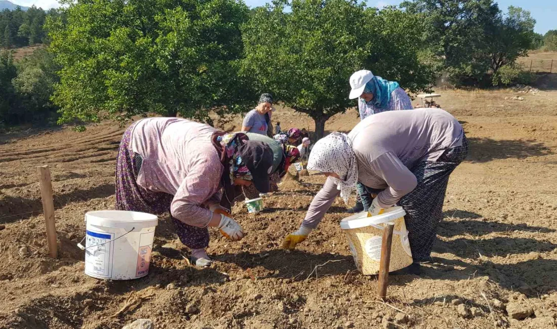 UNESCO DÜNYA MİRASI LİSTESİ'NDE