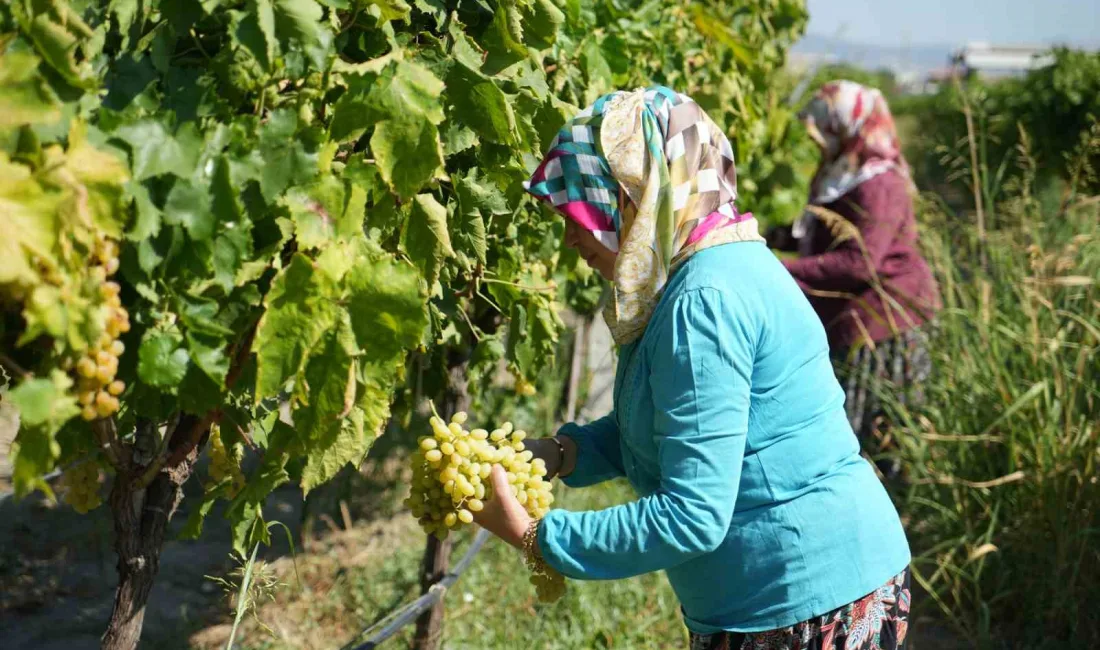 ERKEN HASAT KURU ÜZÜMDE