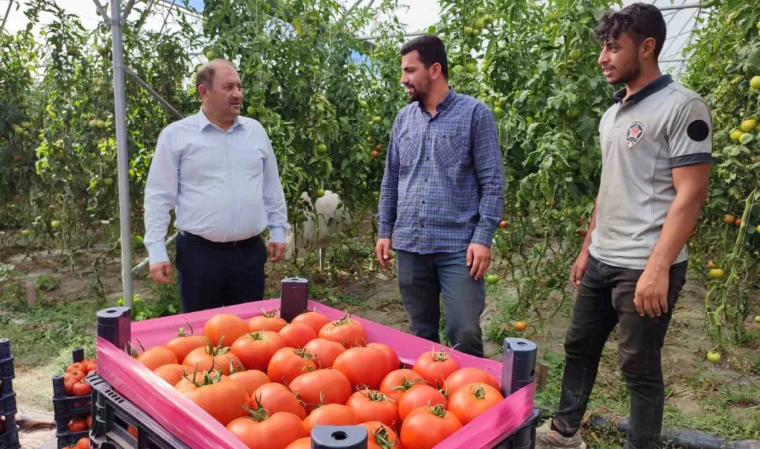 ERZİNCAN’DA ÜRETİLEN DOMATESLER BÖLGE