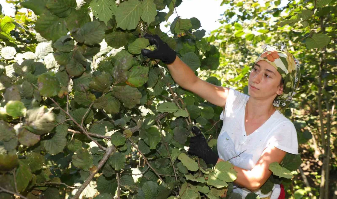 ORDU BÜYÜKŞEHİR BELEDİYESİ’NİN 5