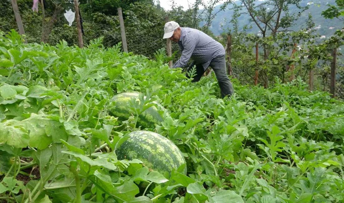 GİRESUN’DA FINDIK BAHÇESİNİN BİR