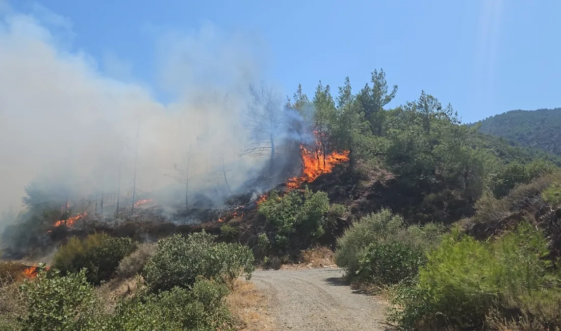 HATAY'IN ANTAKYA İLÇESİNDE ÇIKAN