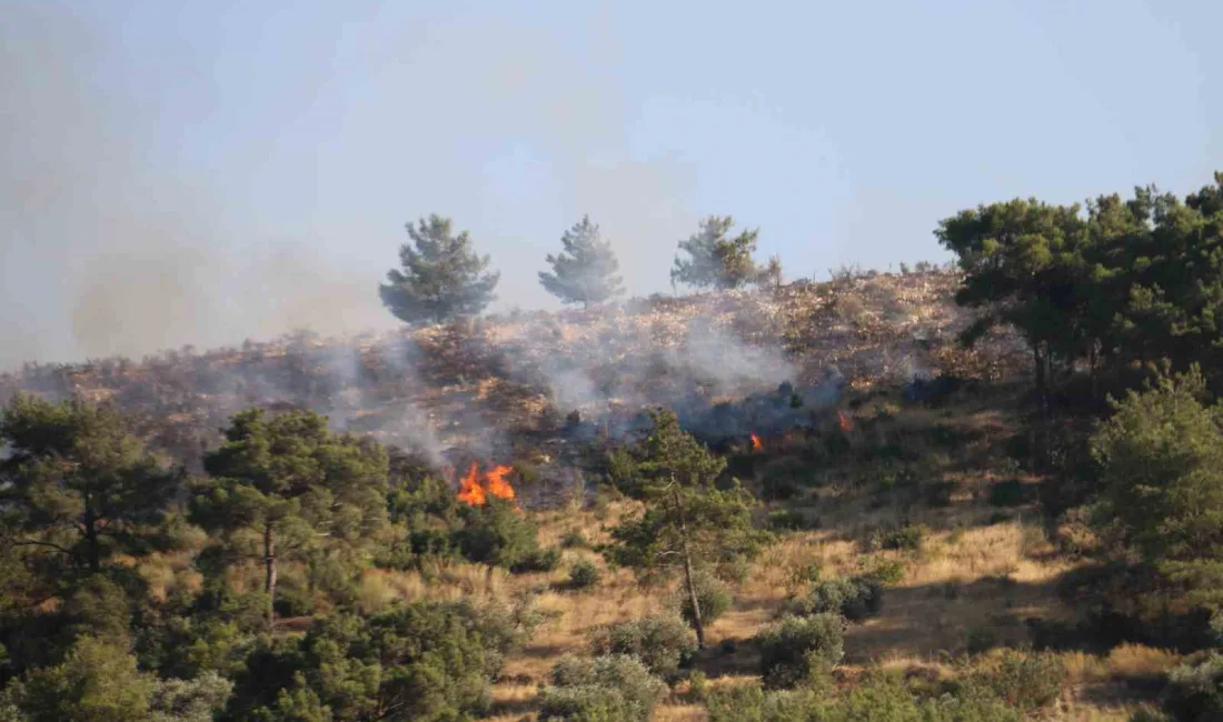 HATAY’DA ÇIKAN ORMAN YANGININA