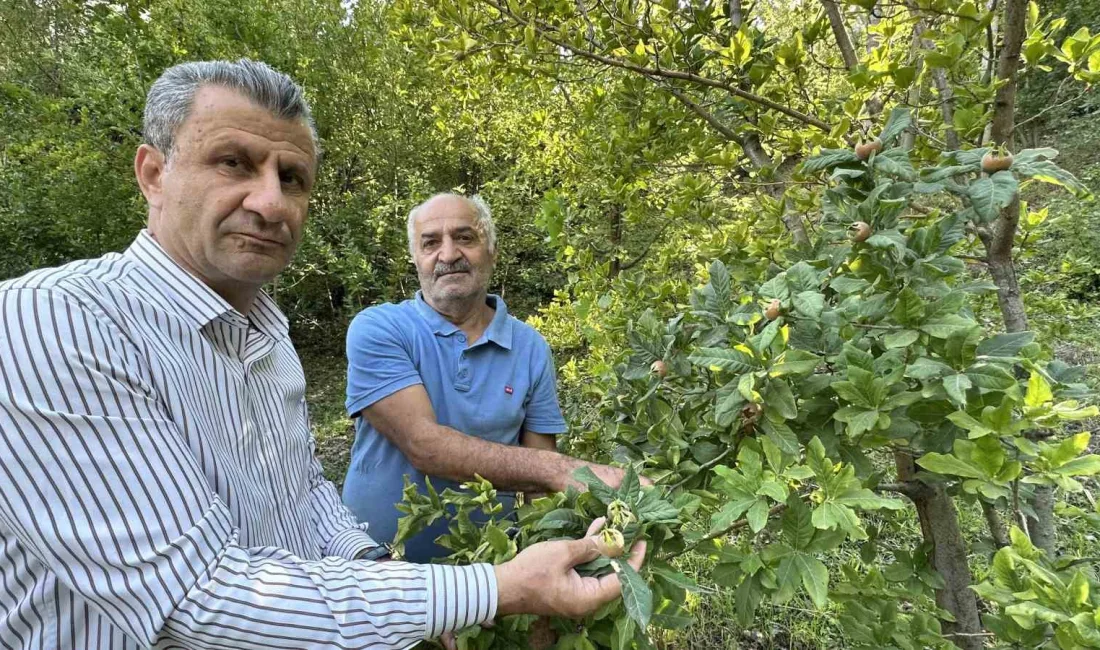 JAPONYA’NIN MEYVESİ OLAN MUŞMULA,