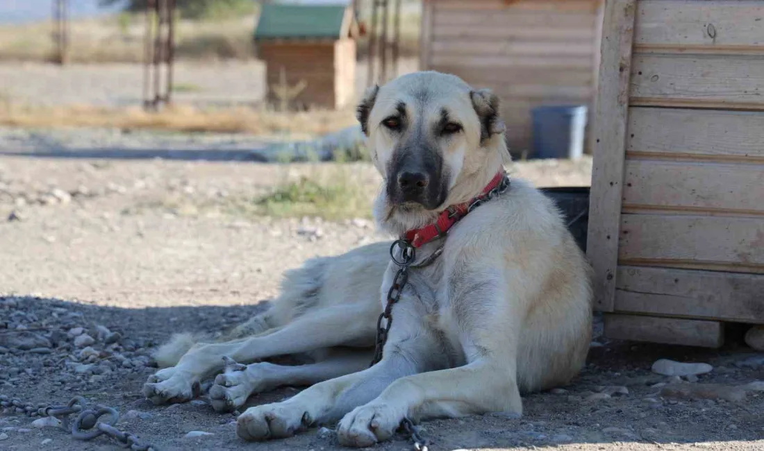 UZMAN KANGAL KÖPEĞİ YETİŞTİRİCİSİ