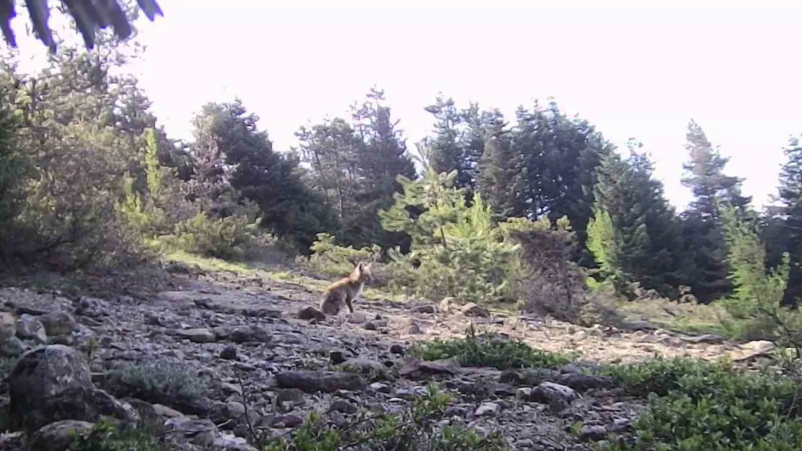 Karabük’te yaban hayvanlar fotokapana yakalandı