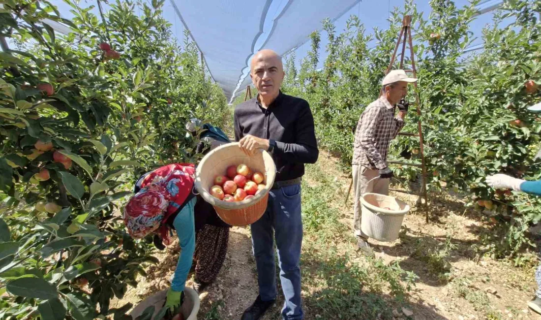 TÜRKİYE'NİN ELMA DEPOSU KENTLERİNDEN