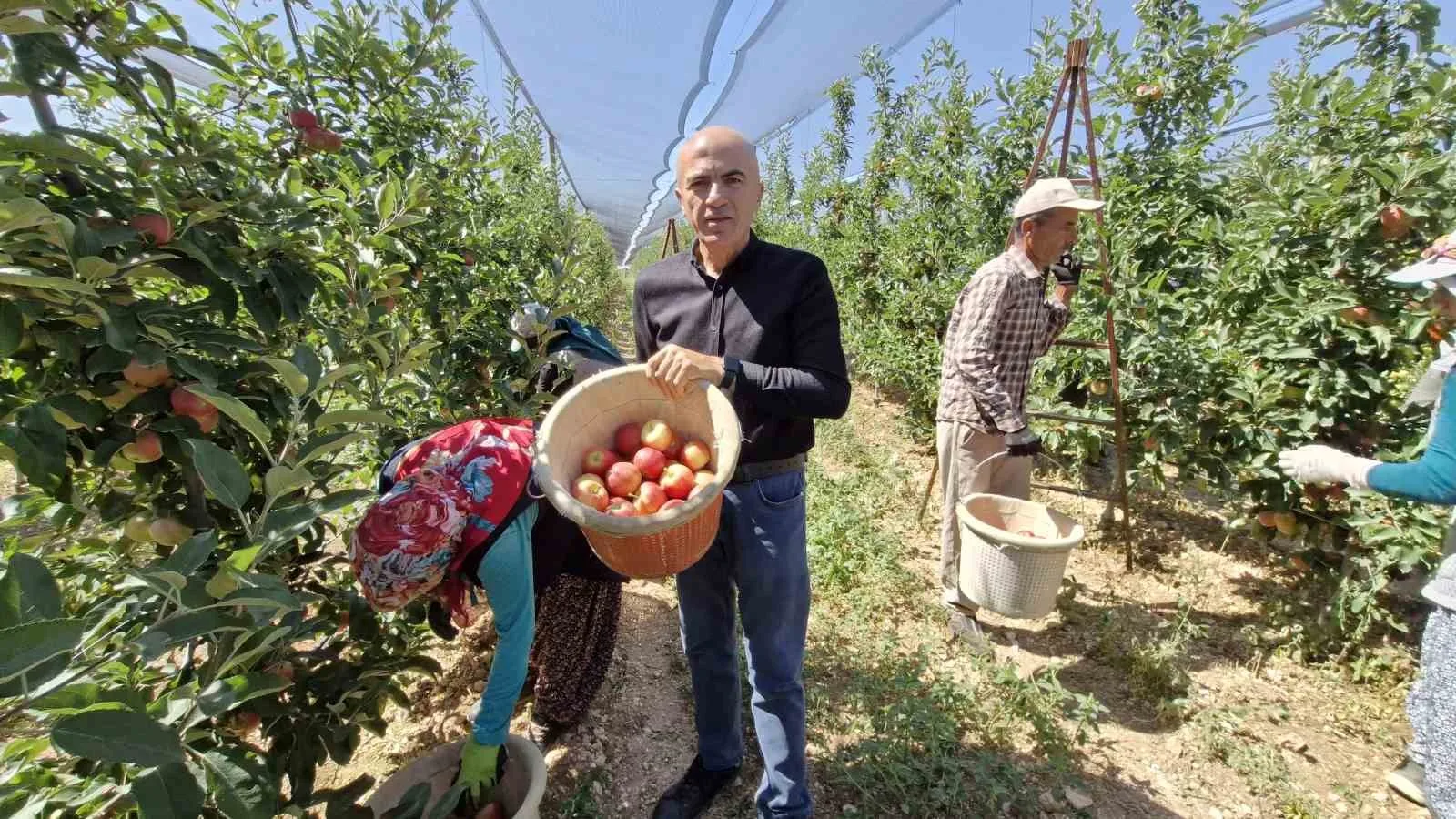 Karaman’da erkenci elma hasadı başladı