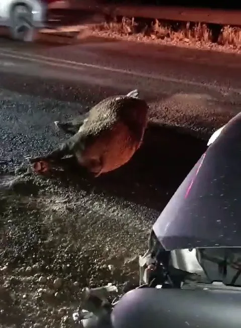 ADIYAMAN’DA, KARAYOLUNA ÇIKAN DOMUZ