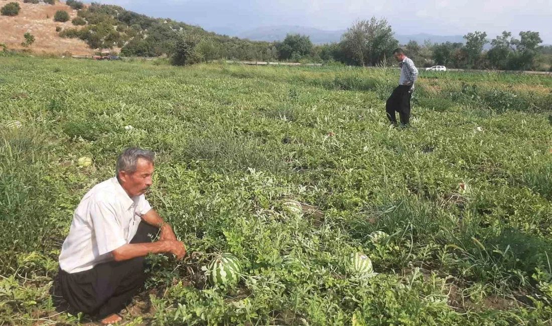 KARPUZ TARLASINI HASAT EDECEĞİ