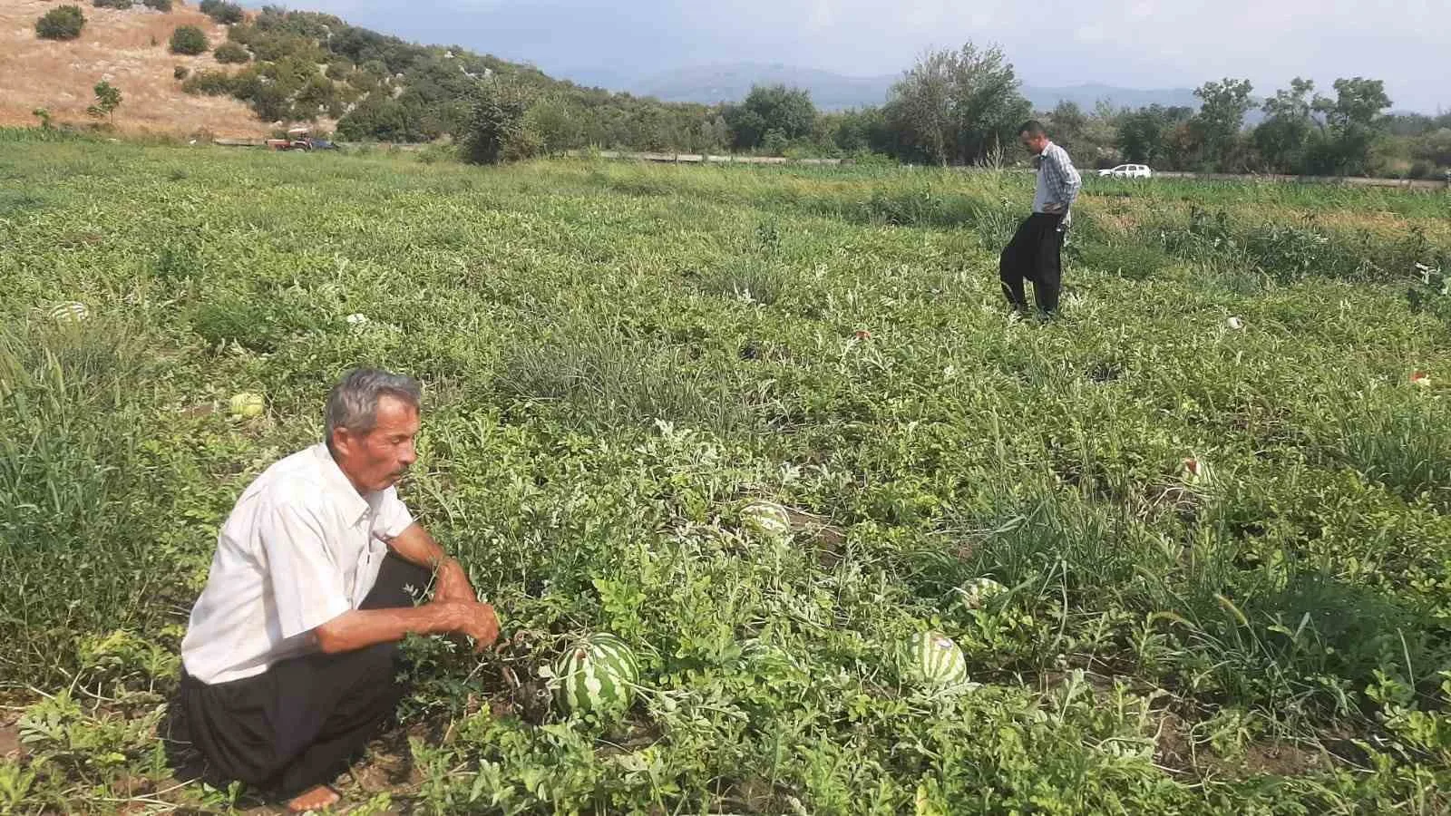 Karpuz tarlasını hasat etmeye giden çiftçiye ‘Karga’ şoku