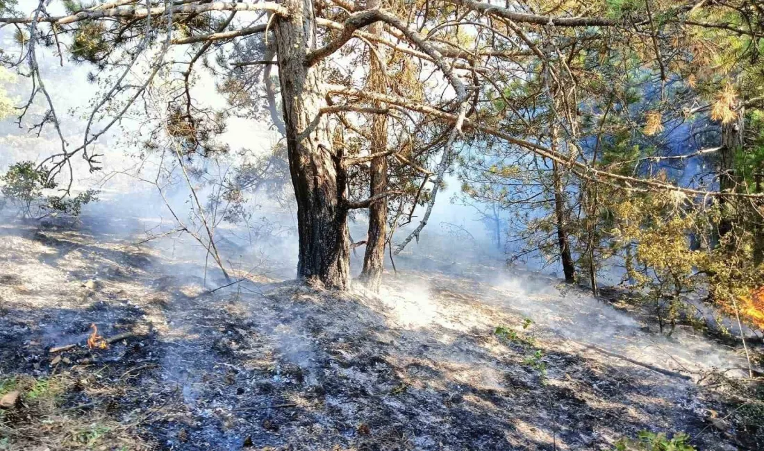 KASTAMONU'NUN DADAY İLÇESİNDE ORMANLIK